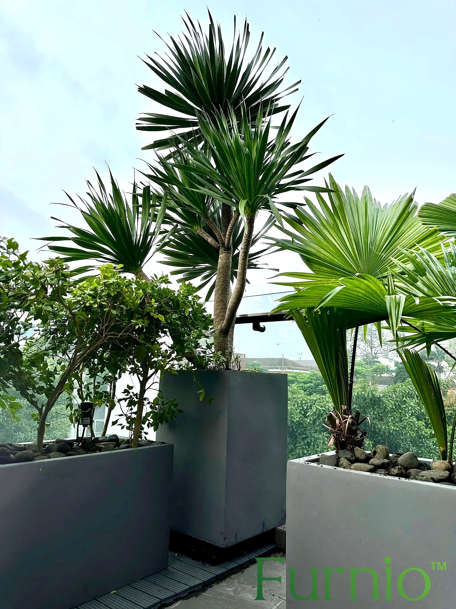 Chậu composite cao trồng cây cảnh trang trí ban công villa