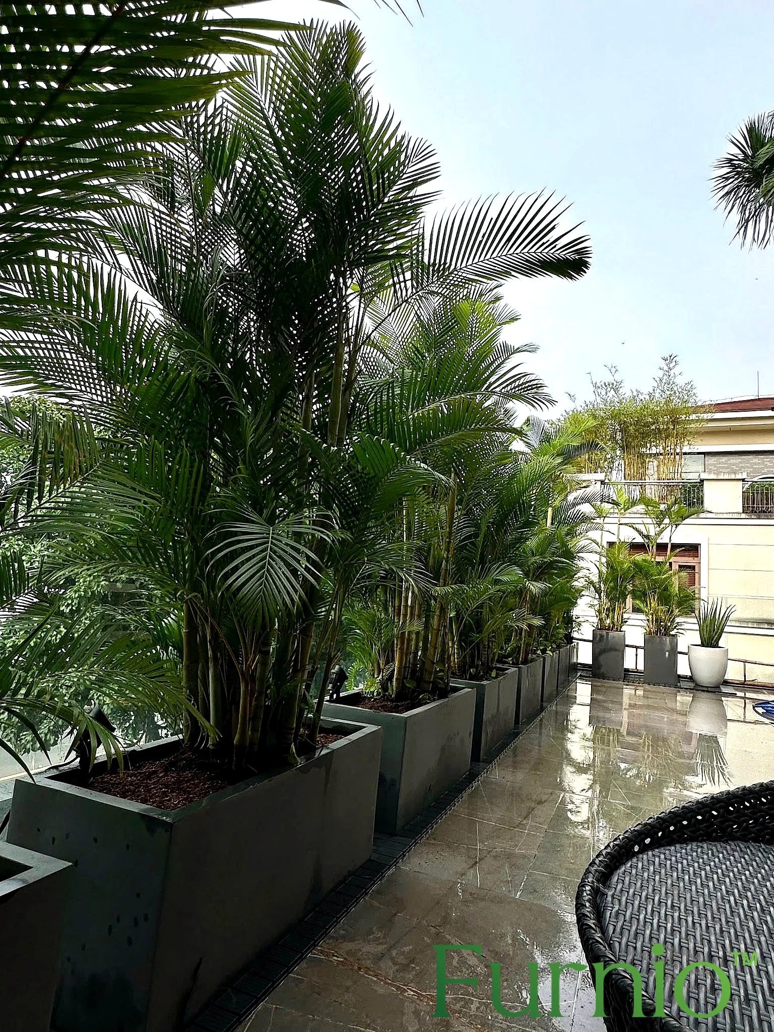 Góc ban công villa xanh mát với hàng chậu composite trồng cau